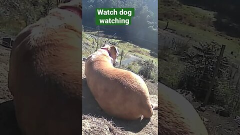 Farm surveillance. Watch dog