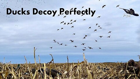 Decoying New Ducks In Late Season Corn