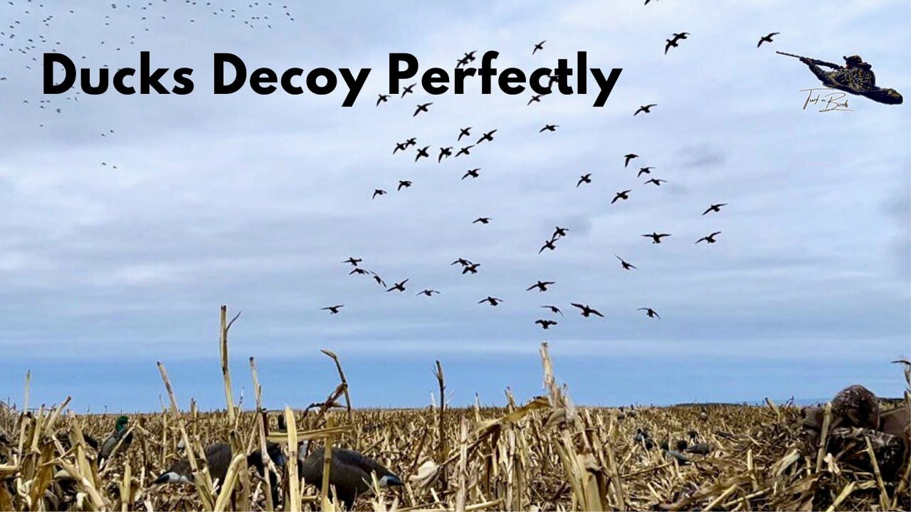 Decoying New Ducks In Late Season Corn