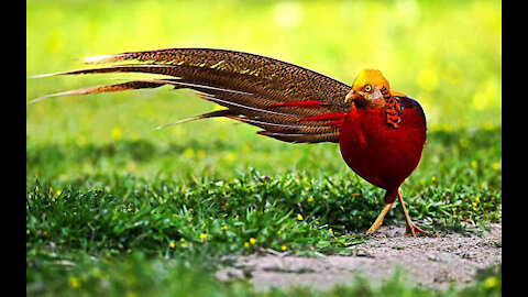 Beautiful Pheasants and Wading Birds