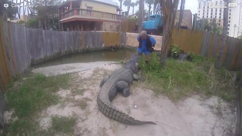 Terrifiant moment: un baiser entre un homme et un alligator