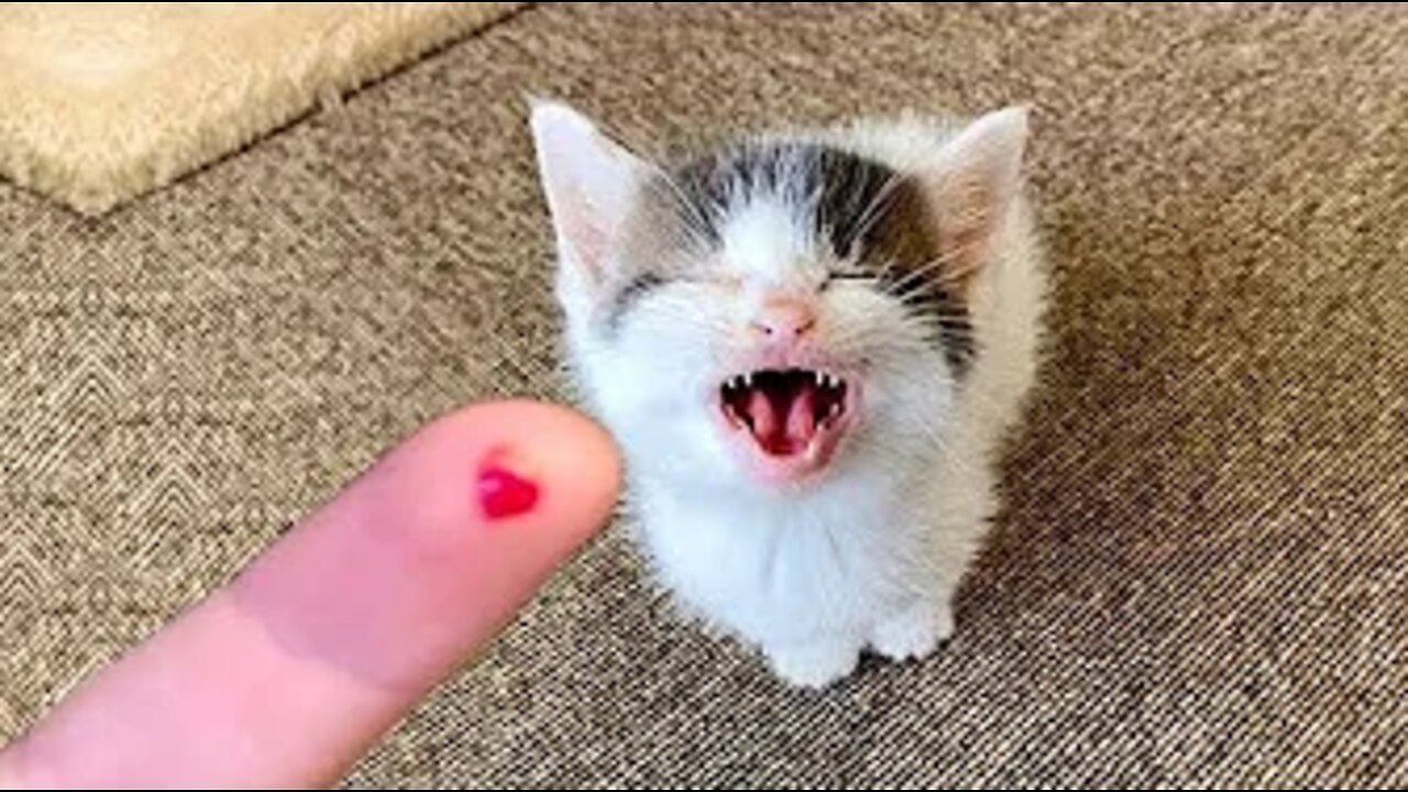 Best Animals 🔴 2 Minutes of Funny Cats and Dogs Videos 2022! #7