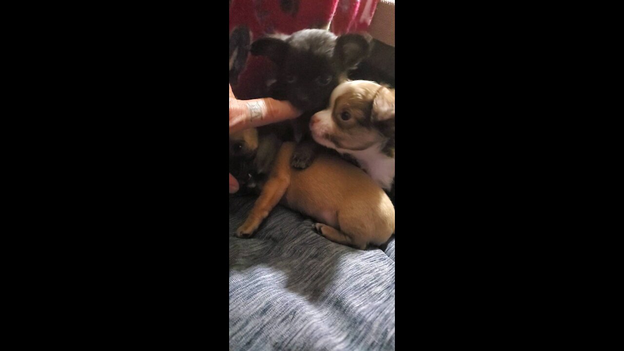 Tea🍵 cup chihuahua being 6 weeks old