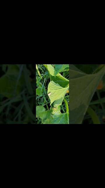 Killing Squash Bugs