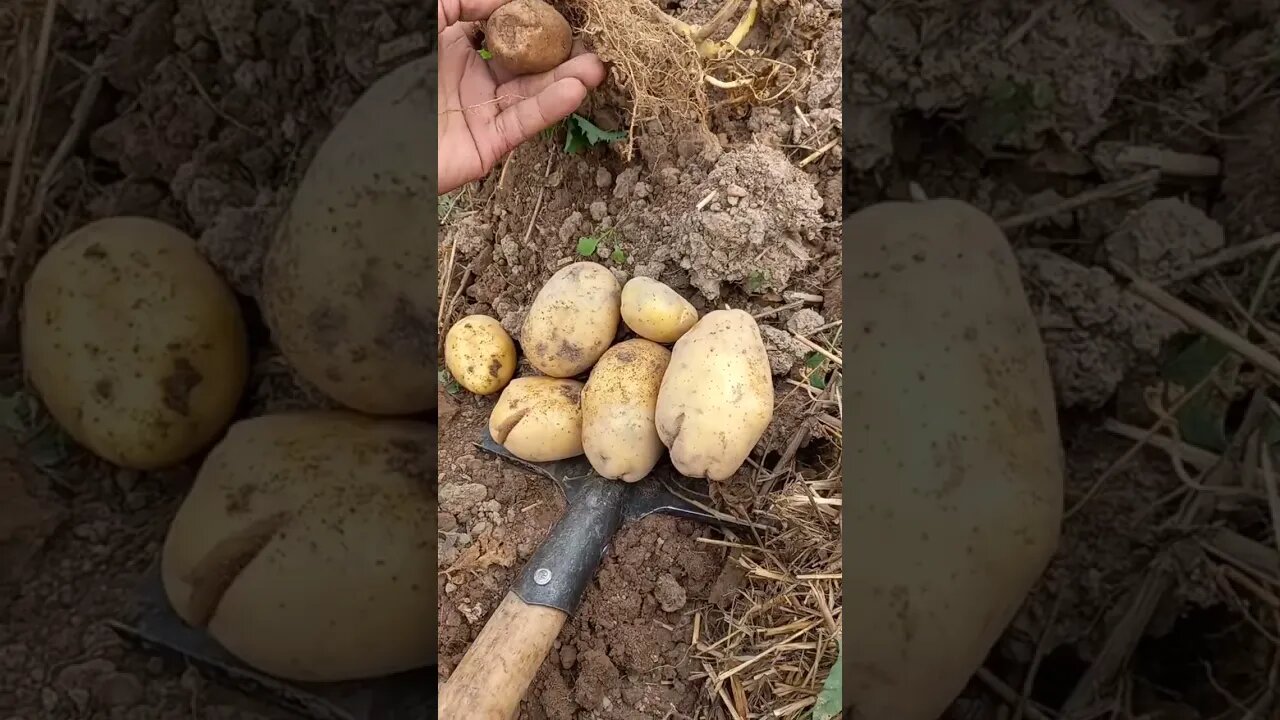 Один из моих самых больших урожаев 2023 года😁🥔|#farming #food #russia #usa #viral #video #vlog #like