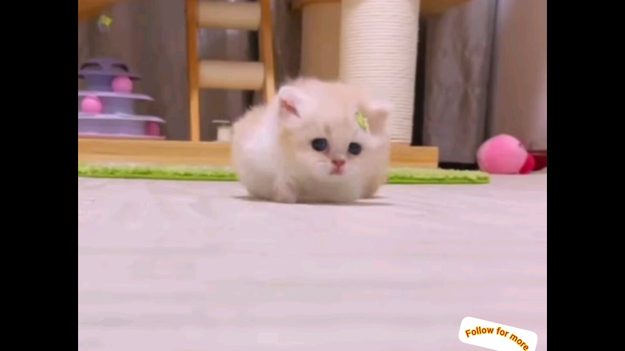 What beautiful cute cute kittens👌😻 best video