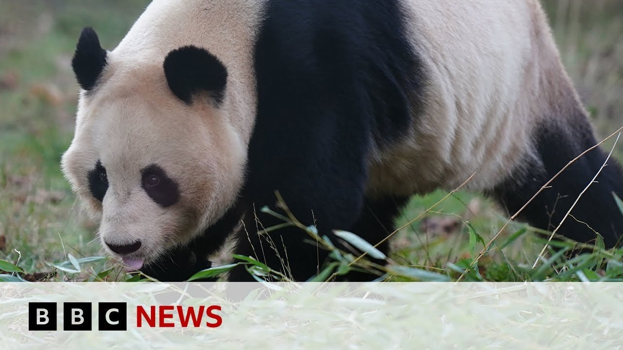 Giant pandas leave Edinburgh Zoo for return to China - BBC News #Panda #Edinburgh #BBCNews