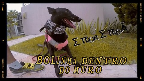 TREINO FARO ∑π©R∑π©Å: BOLINHA ESCONDIDA DENTRO DO MURO. SCENT WORK: WE HIDE THE BALL INSIDE THE WALL