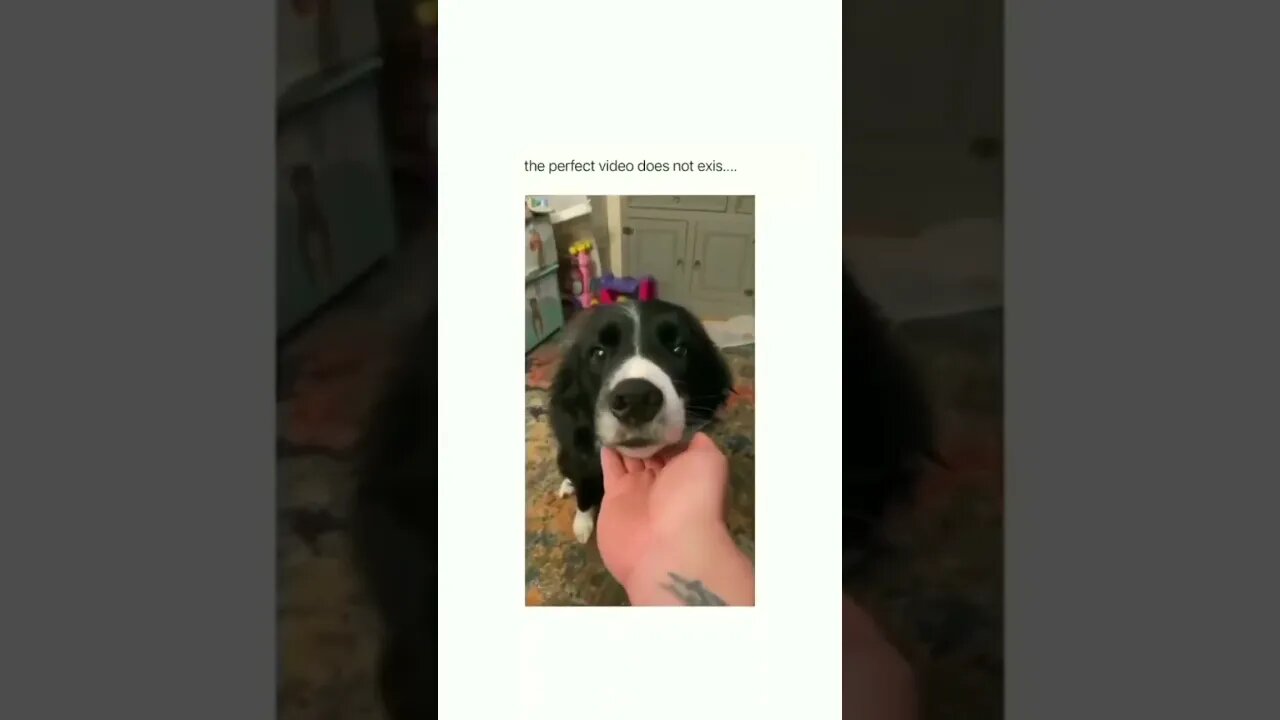 Cute Funny Dog -47