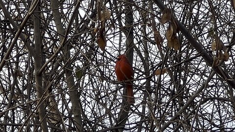 Male Cardinal in a tree