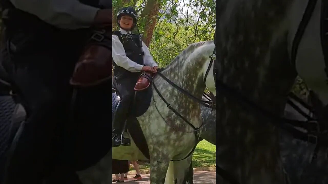 A horse called Westminster