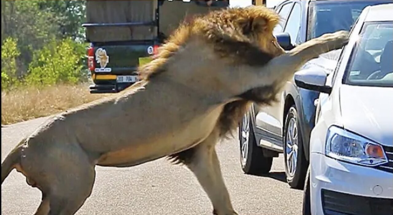 Lion Shows Tourist Why Windows Should be Closed!