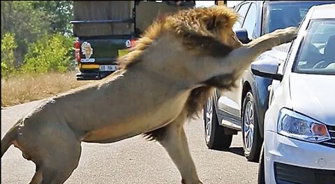 Lion Shows Tourist Why Windows Should be Closed!