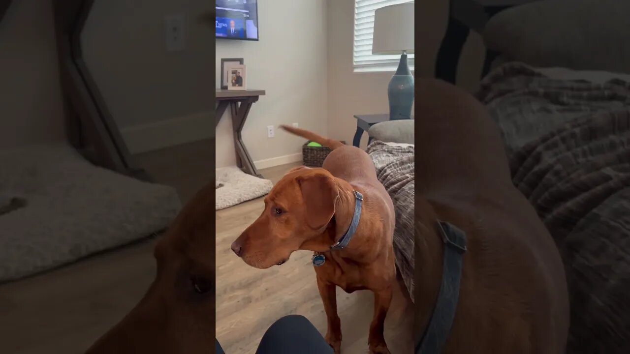 My Fox Red Lab is waiting for his girlfriend. He loves his routine. #foxredlab