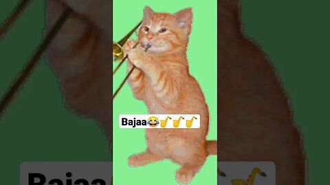 Cat sing with piano😅 #fun #funny #funnyshorts #funnyvideo #funnyvideos #cat #catfunny
