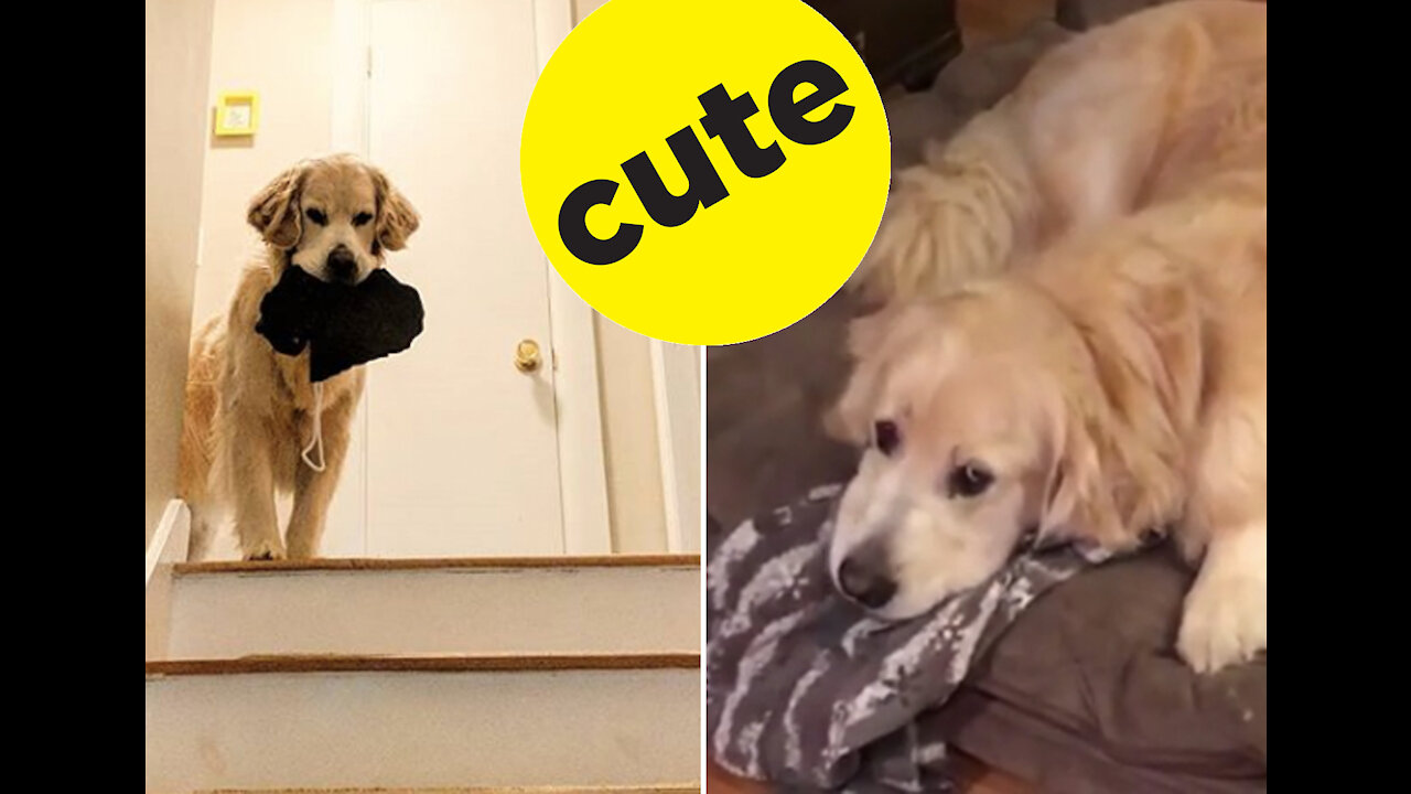 This Is What Golden Retrievers Do When They're Home Alone!