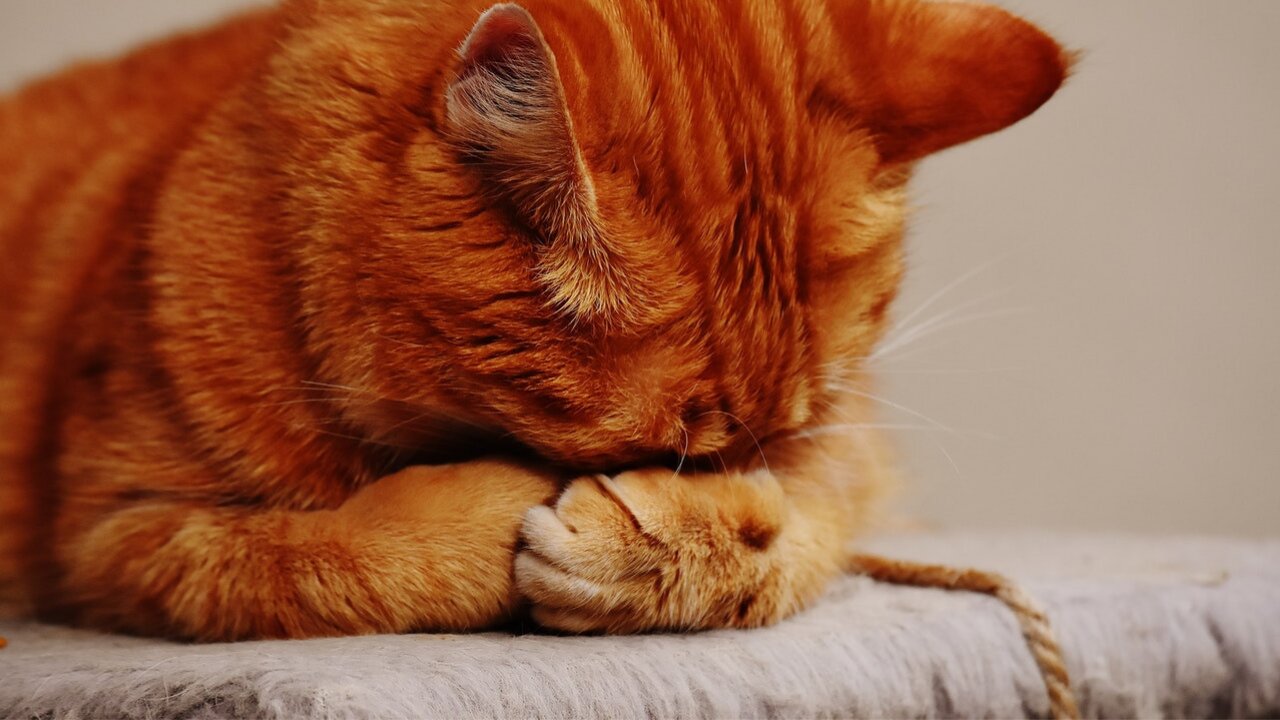 Funny Cats & Dogs