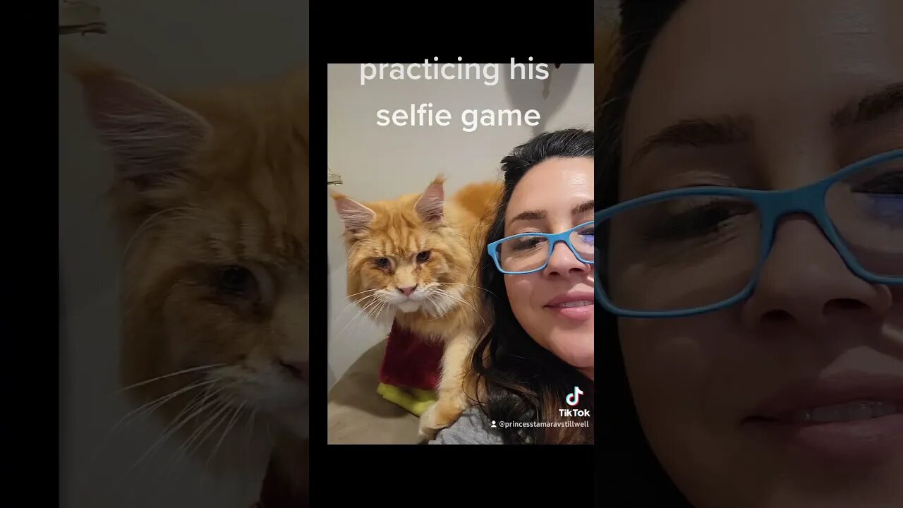 Maine Coon Kitten Practicing his selfie game