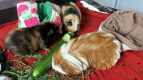 3 Guinea pigs and a cucumber 🥒