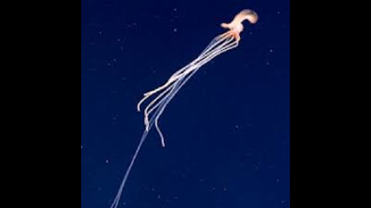 3 weird Deep Sea creatures