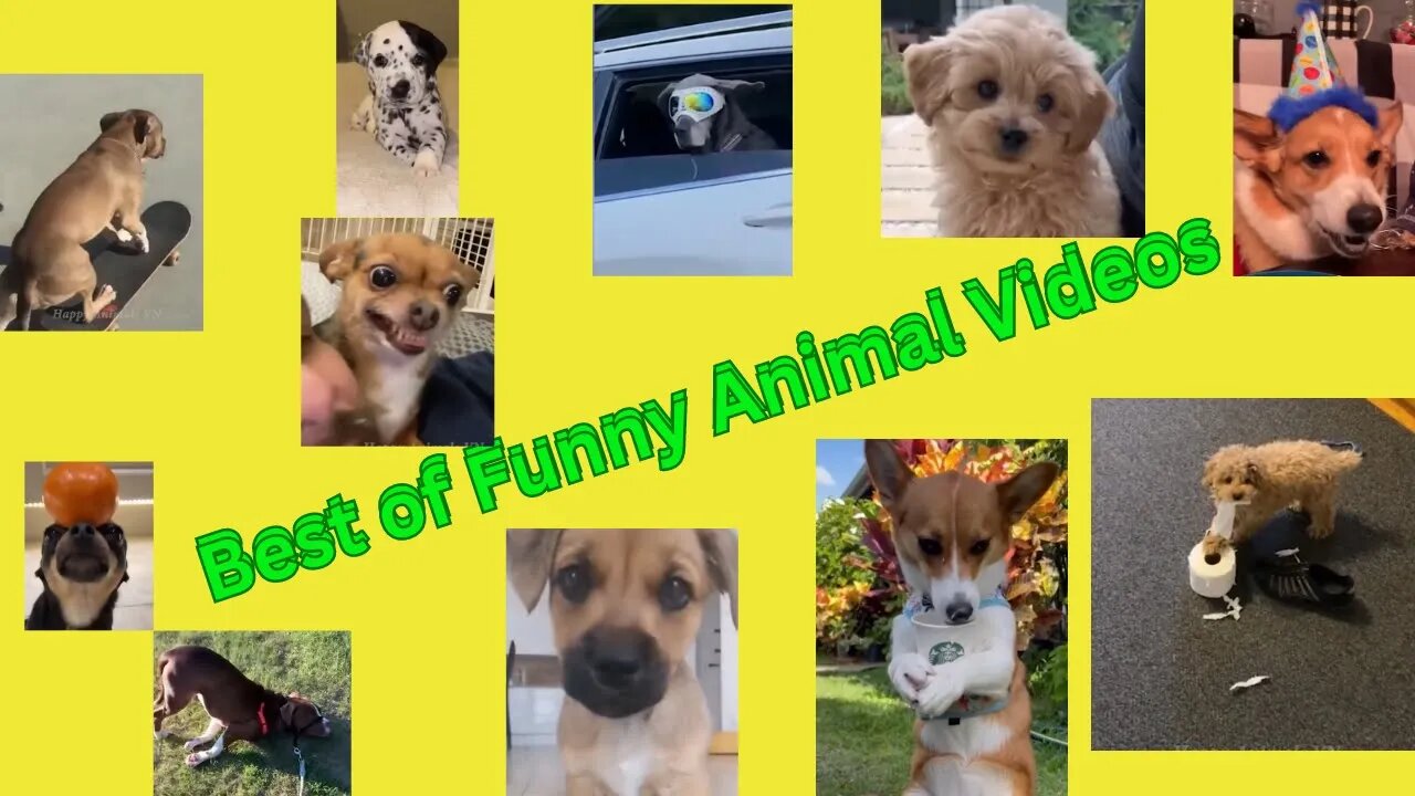 Video of the Best Funny Animals on the internet, Share this video with someone who needs laugh/smile