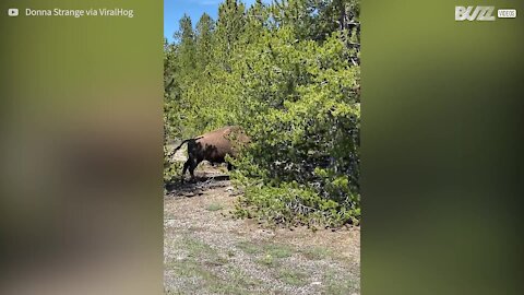 Un bison se bat contre... un arbre!