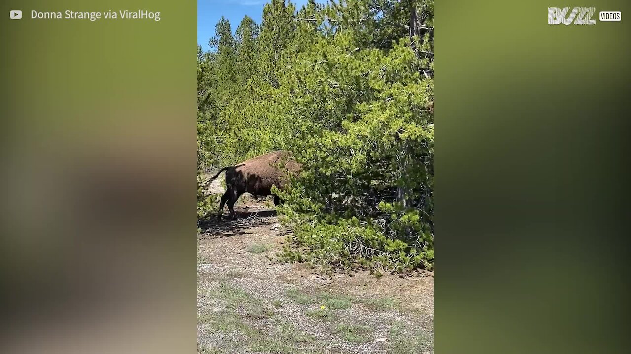 Un bison se bat contre... un arbre!