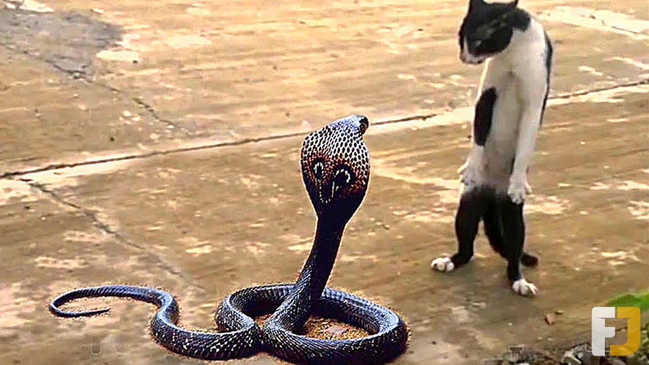 12 Times Snakes Messed With The Wrong Opponent