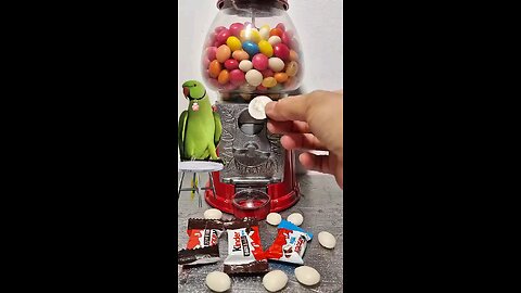 🦜#cool GUMBALL MACHINE #support #wildlife #birds #life