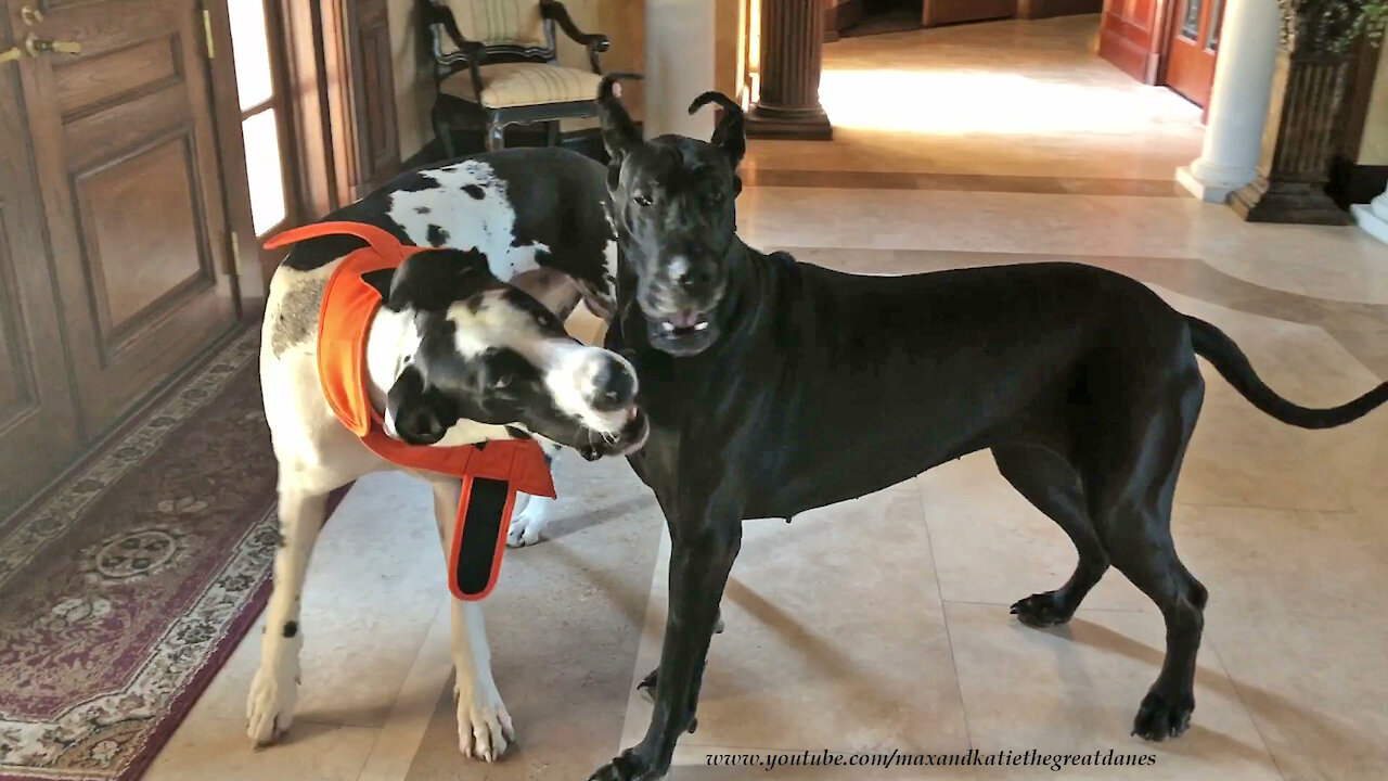 Great Danes Get Playful Wearing Working Dog Chore Safety Vest