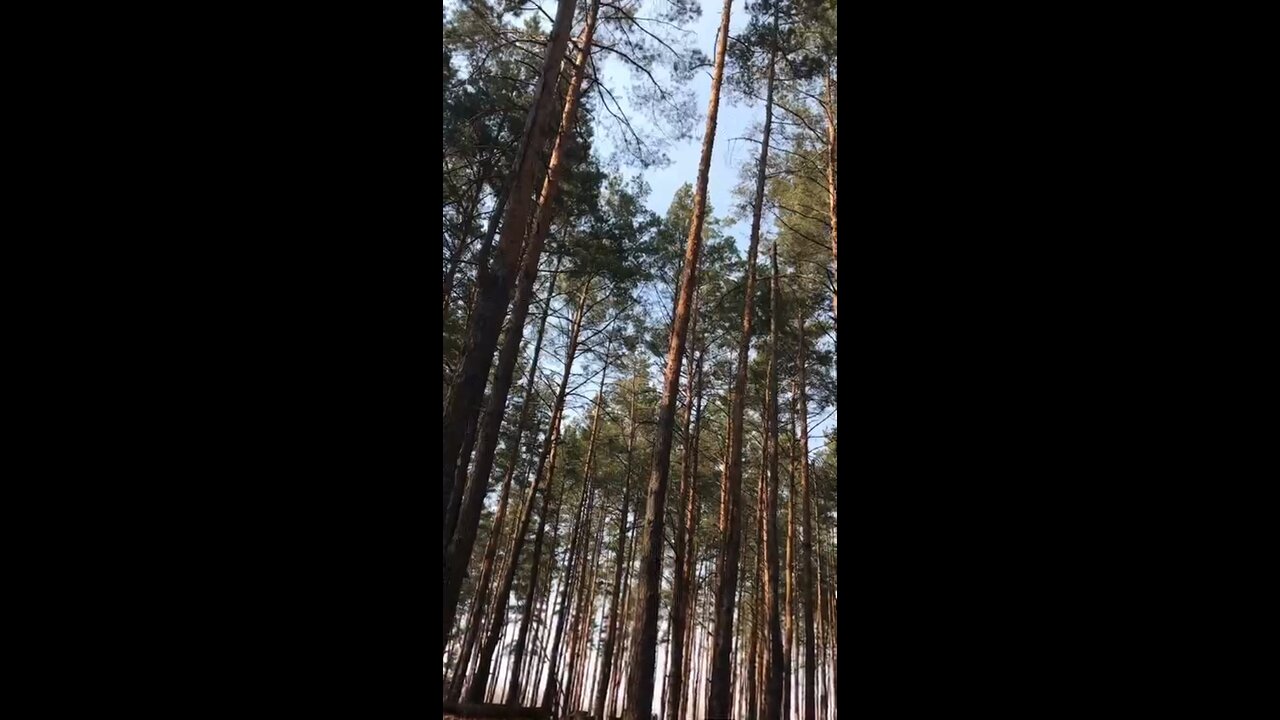 Ukrainian positions in a forest are shelled by Russian-allied forces