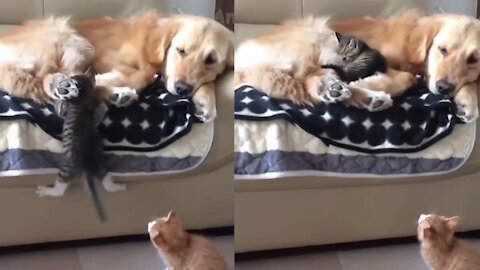 Little kitty thought that the dog was his mummy