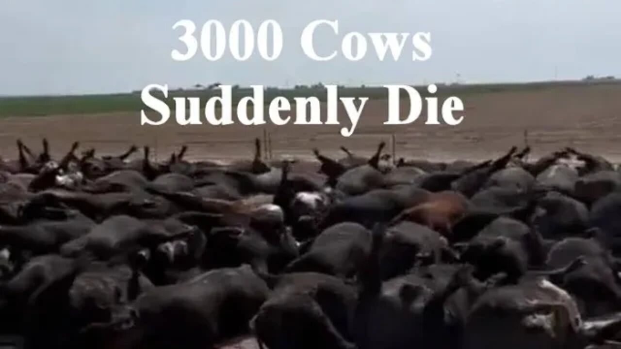 3000 Cows Suddenly Die Video Footage