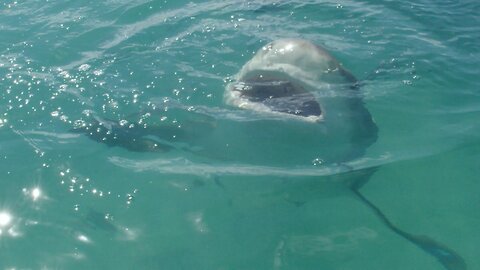 Standing in Shallows, Shark Severs Leg