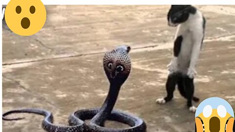12 Times Snakes Messed With The Wrong Opponent