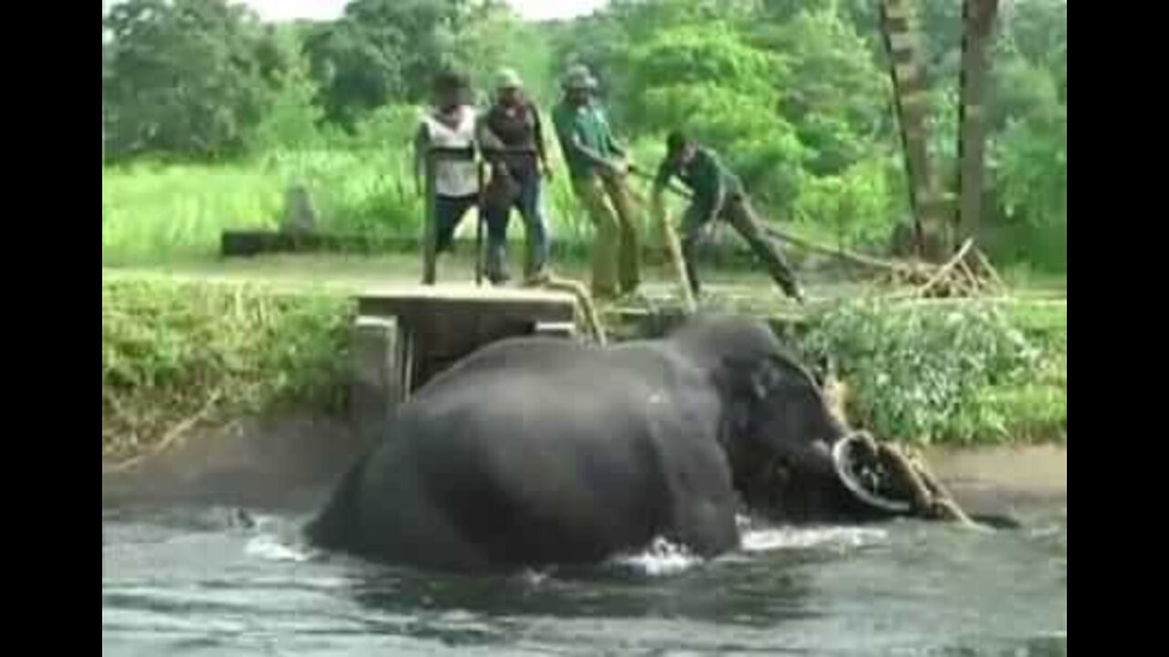 Elefante é resgatado em canal no Sri Lanka