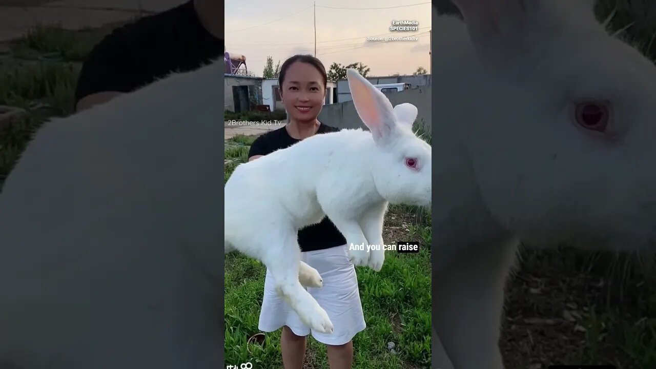 Gigantic Bunnies?! Meet the Flemish Giant Rabbit