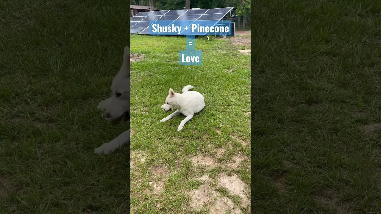 Shusky+Pinecone=Love