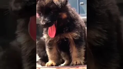 long Coat German shepherd puppies barking & growling #shorts #pets #puppy #funnydogs