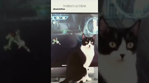 Funny Cat Meme 😂 pt.26 #shorts