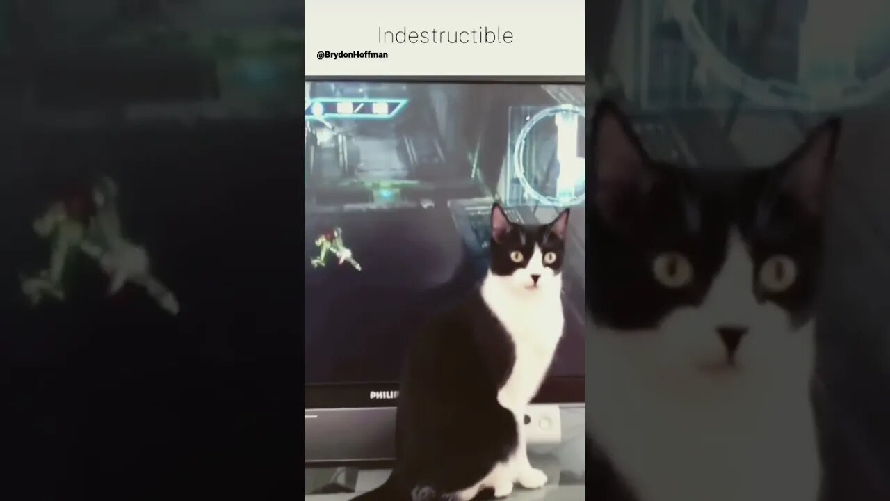 Funny Cat Meme 😂 pt.26 #shorts