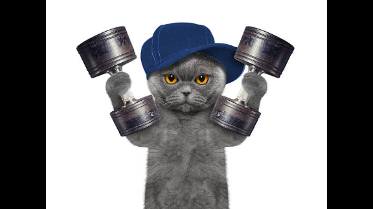 Cat Training Ideas for Beginners