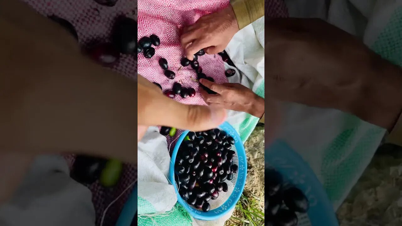 Picking Fresh Jamun From My Garden #fruits #food #shorts #youtube #shortsfeed #subscribe #ytshorts