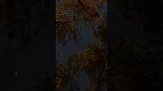 Star-Lapse with trees #shorts