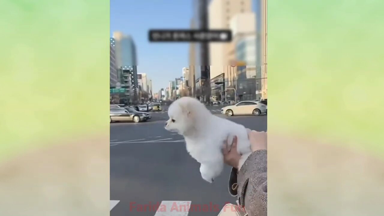 Funny Animal Videos 2022 π - Funniest Cats And Dogs Videos πΊπ #6