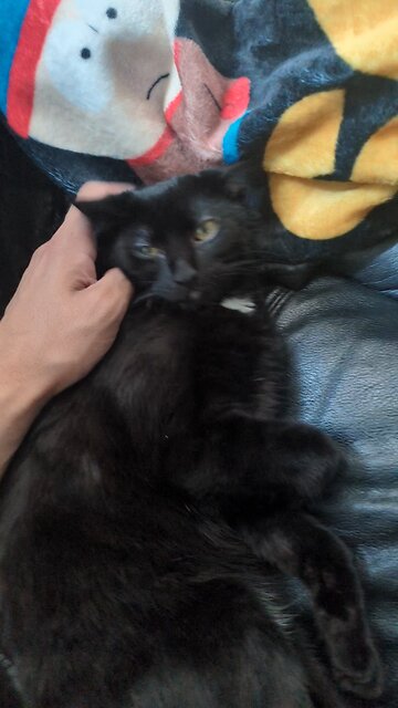 Kitten Looking Really Cute