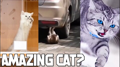 is this Seriously amazing cat - animals part 3