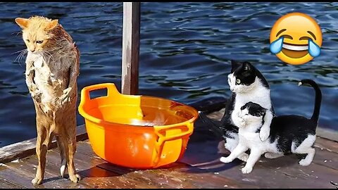 Funny Cats And Dogs Videos 🐱🐶 Funniest Animals - Videos of PATS LOVER