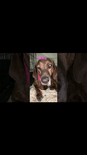 [Shorts 0112] WILLA [#dogs #doggos #doggies #puppies #dogdaycare]