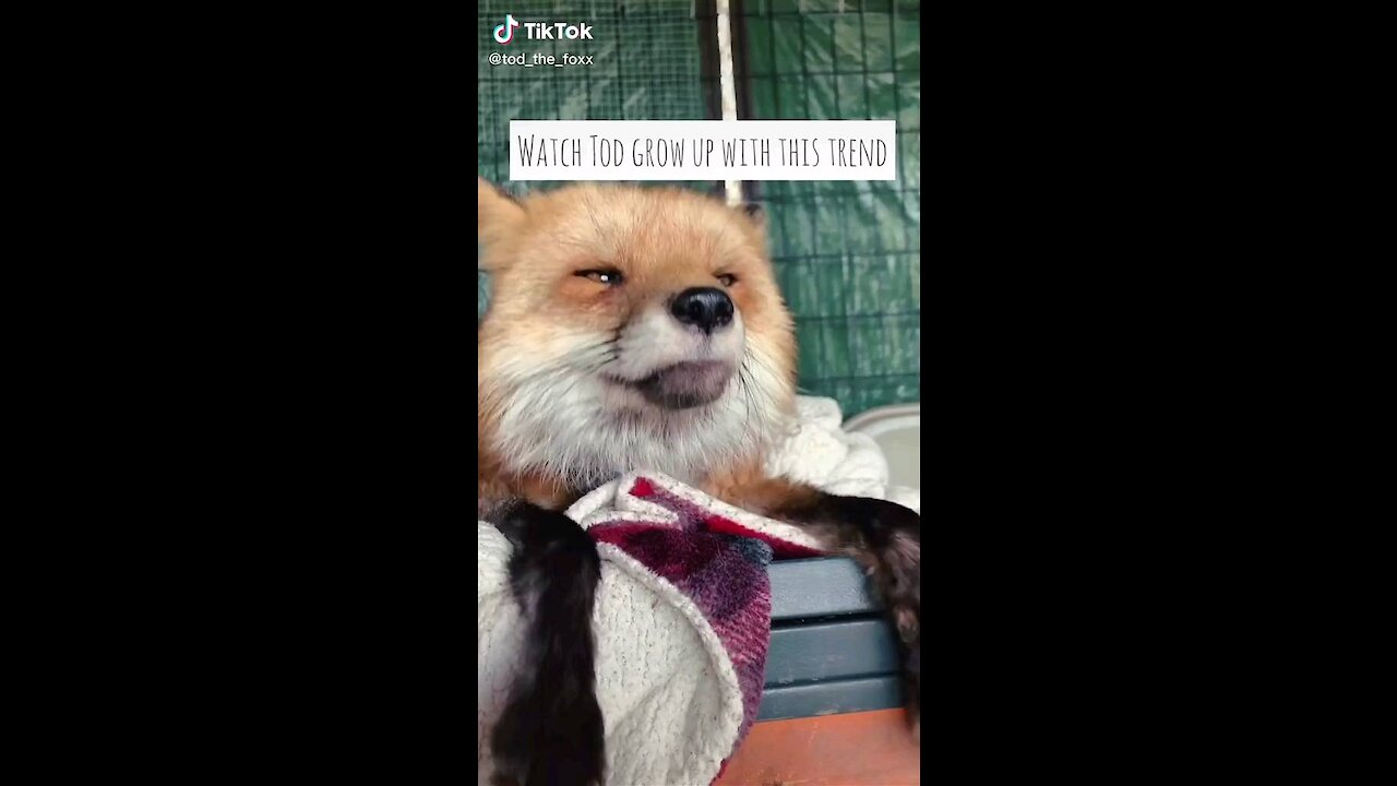 Watch Tod the fox grow up